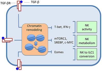 NK Cell Function Regulation by TGF-β-Induced Epigenetic Mechanisms